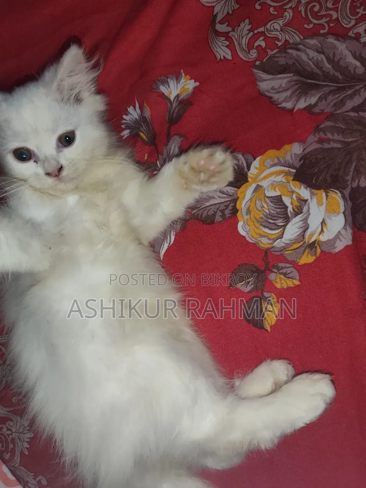 3-6 Months Female Purebred Persian