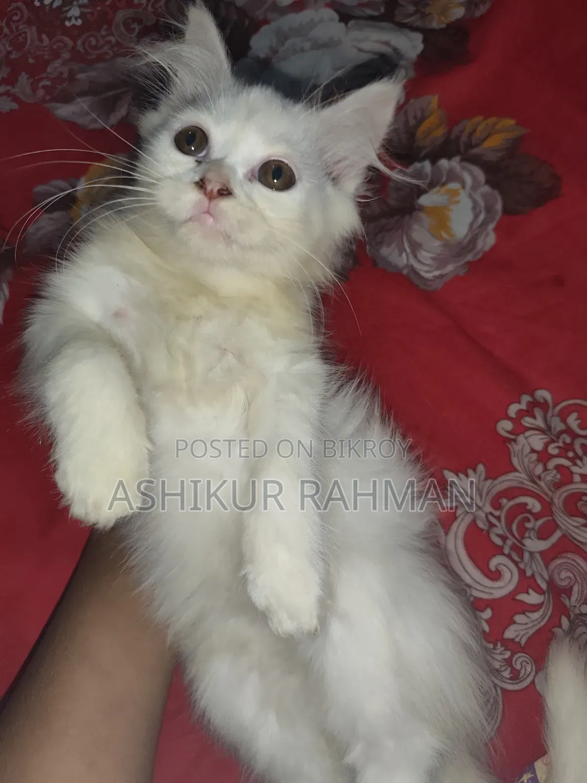 3-6 Months Female Purebred Persian