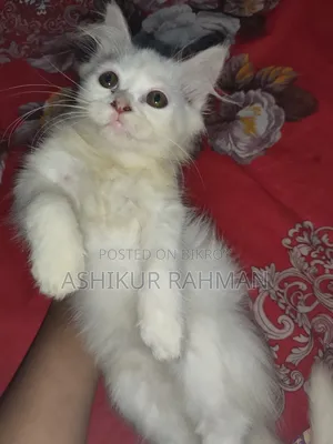3-6 Months Female Purebred Persian