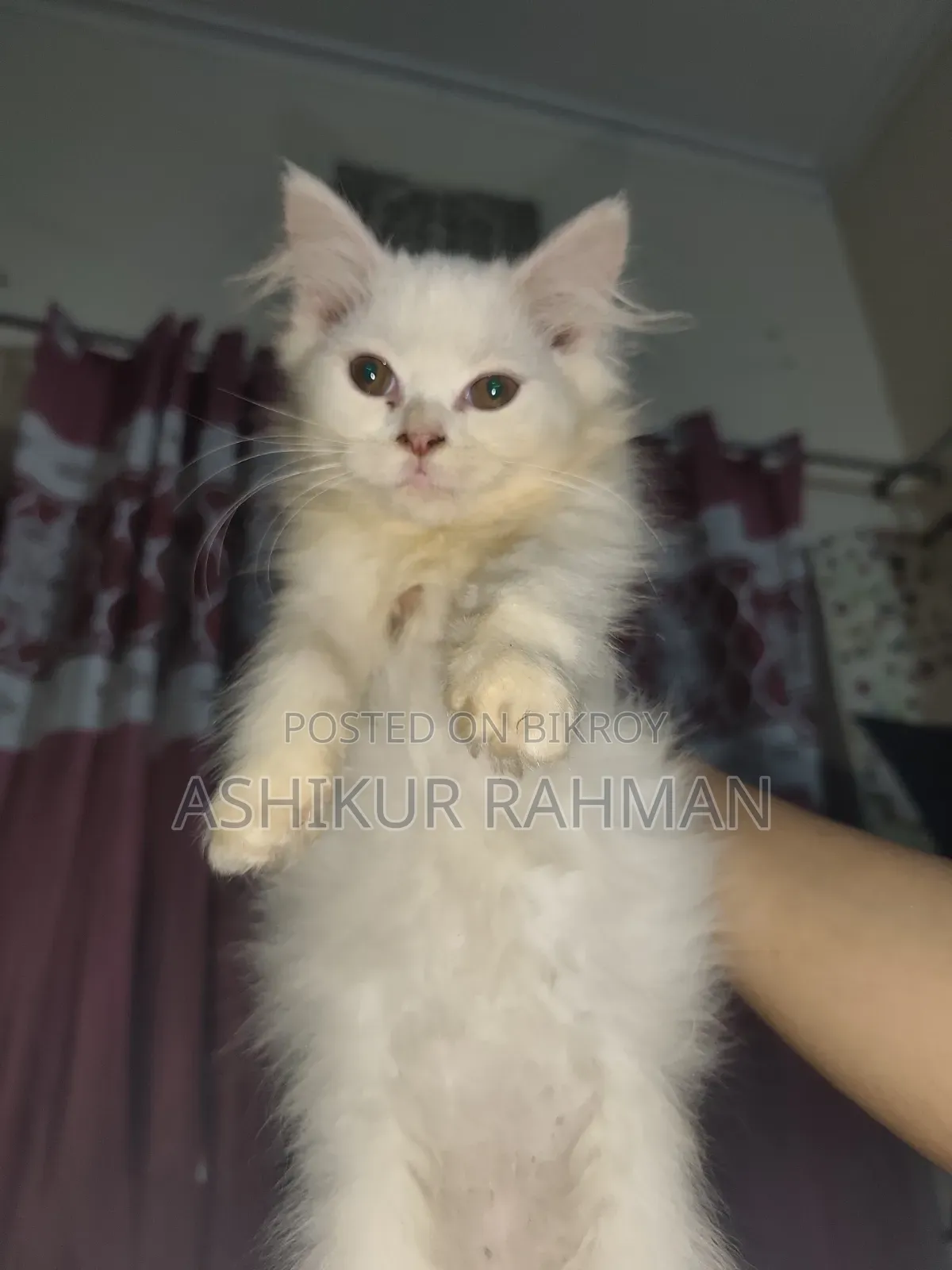 3-6 Months Female Purebred Persian