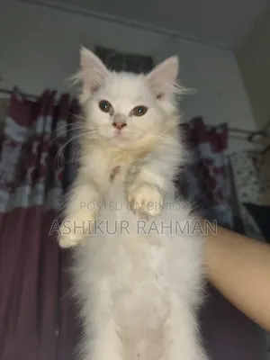 3-6 Months Female Purebred Persian