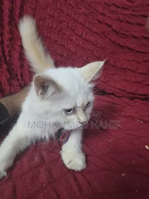 3-6 Months Female Purebred Persian