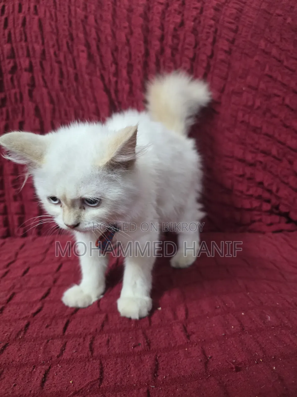 3-6 Months Female Purebred Persian