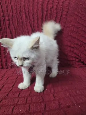 3-6 Months Female Purebred Persian
