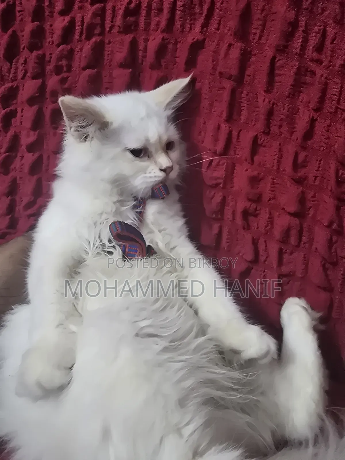 3-6 Months Female Purebred Persian