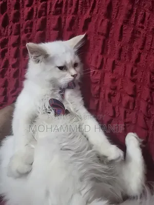 3-6 Months Female Purebred Persian