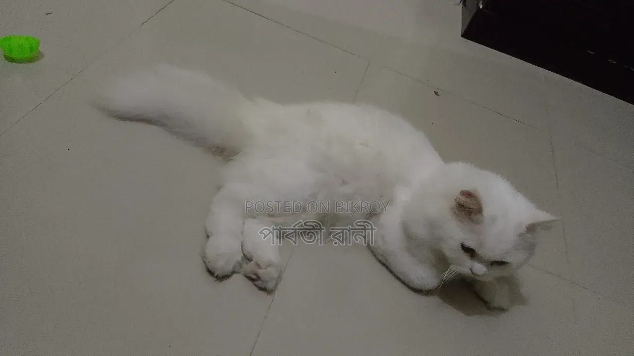 6-12 Months Male Purebred Persian