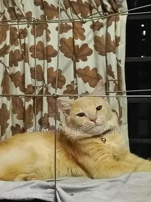 1+ Year Male Mixed Breed Bengal