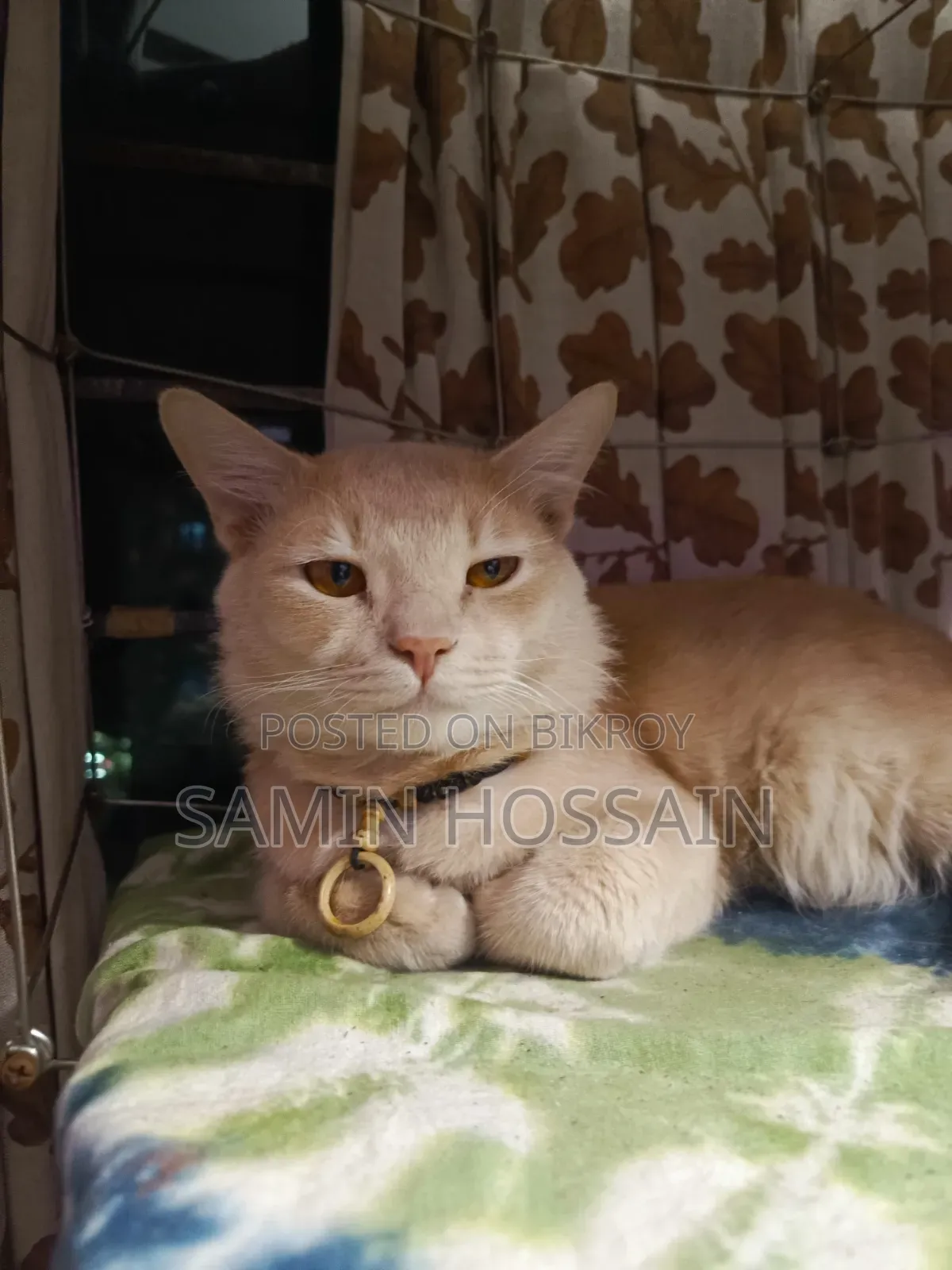1+ Year Male Mixed Breed Bengal