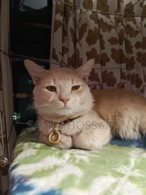1+ Year Male Mixed Breed Bengal