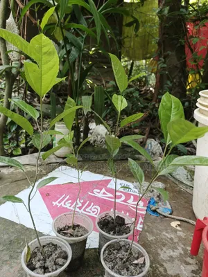 ট্যেং ফল/আনারকলি চাড়া বিক্রি করা হবে ৫০ থেকে ১৫০ টাকা চাডা ভেদ এ