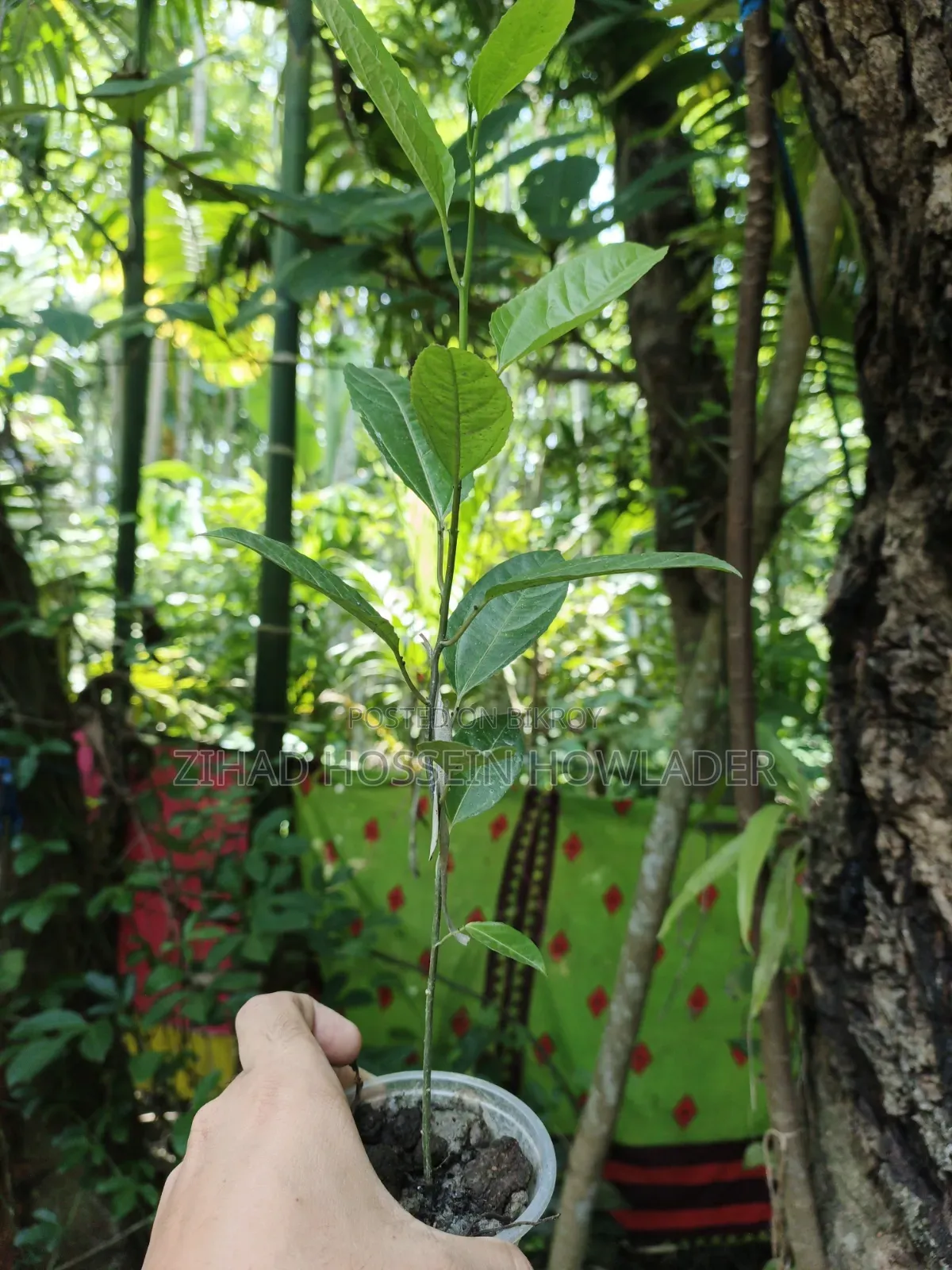 Tang Fruit/Anarkali Saplings for Sale - 50 to 150 Taka