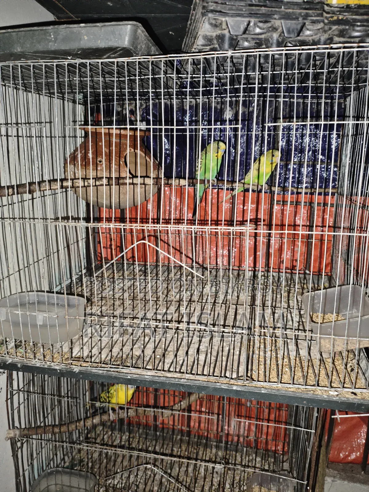 Budgerigar Birds