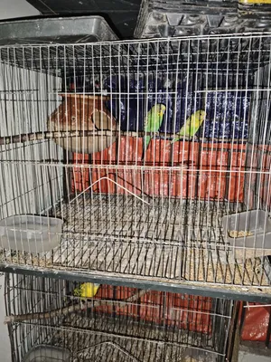 Budgerigar Birds