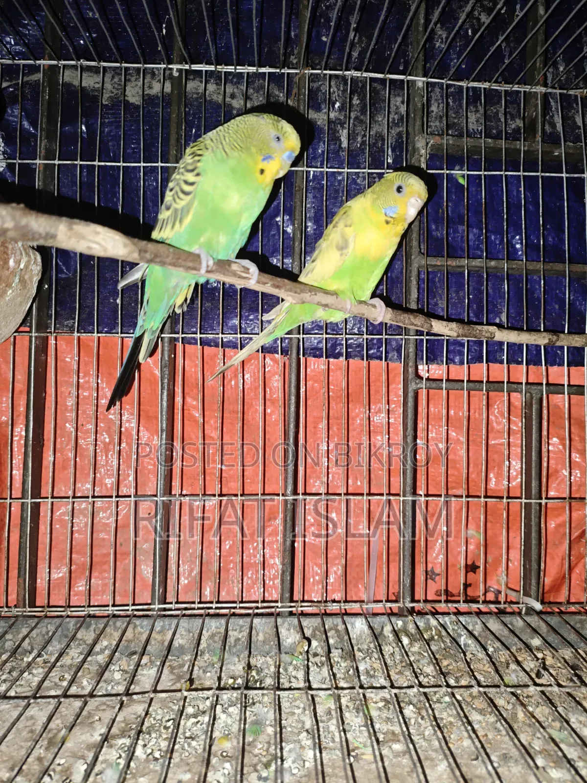 Budgerigar Birds