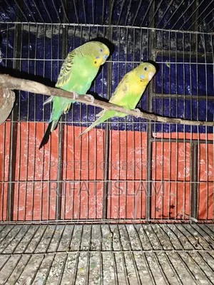 Budgerigar Birds