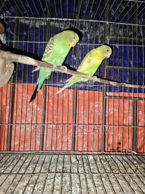 Budgerigar Birds