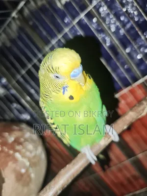 Budgerigar Birds