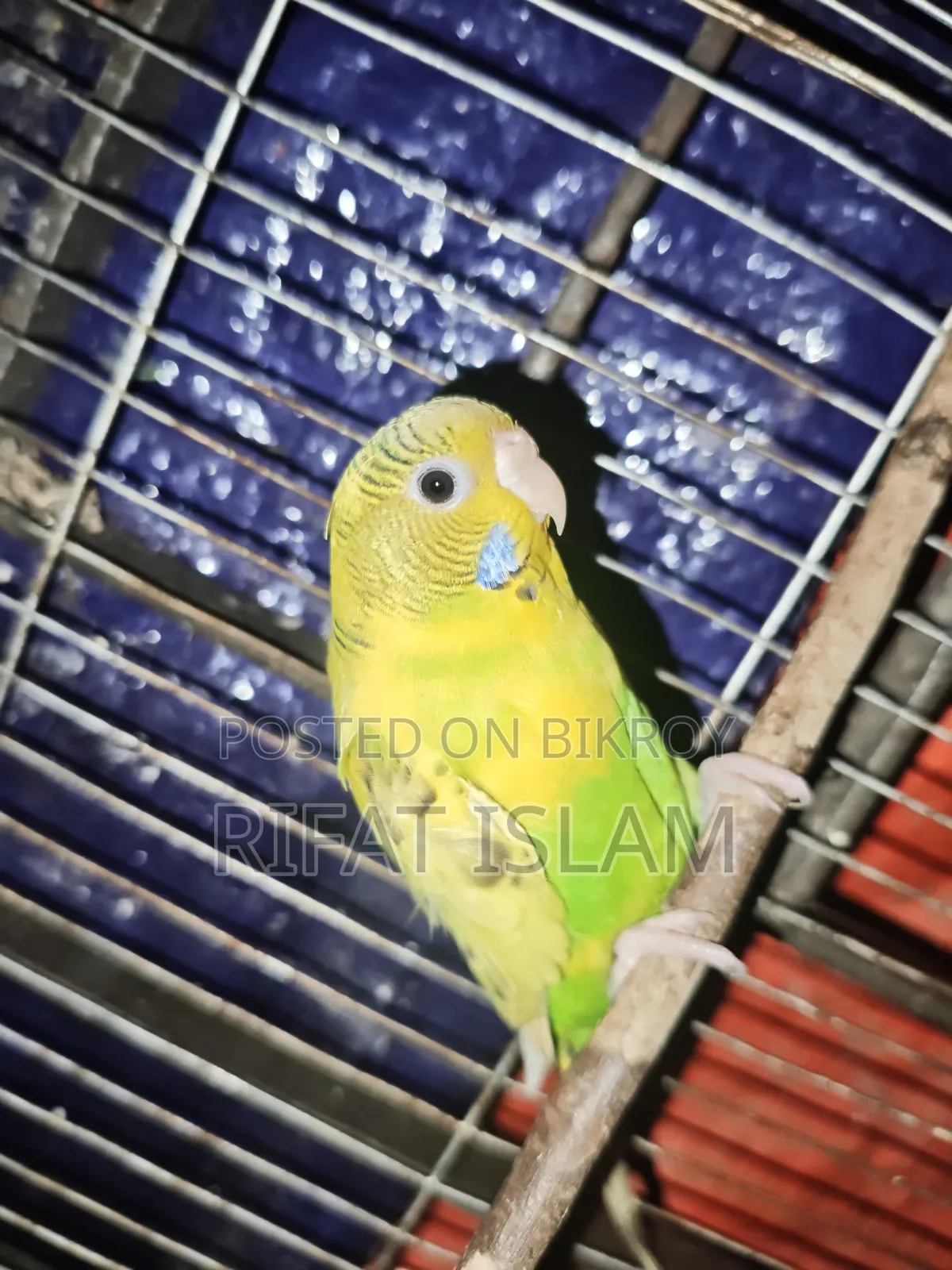 Budgerigar Birds