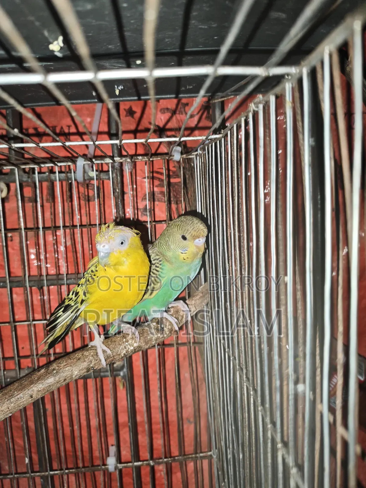 Budgerigar Birds