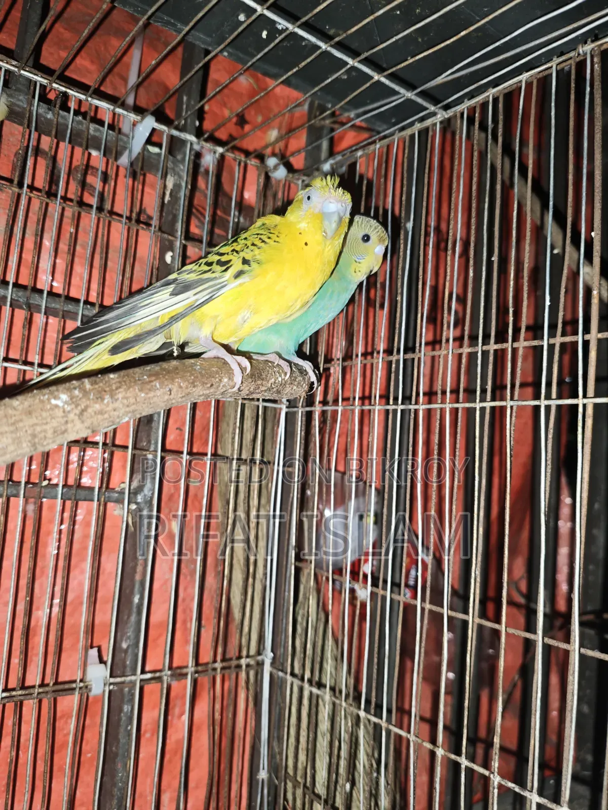 Budgerigar Birds