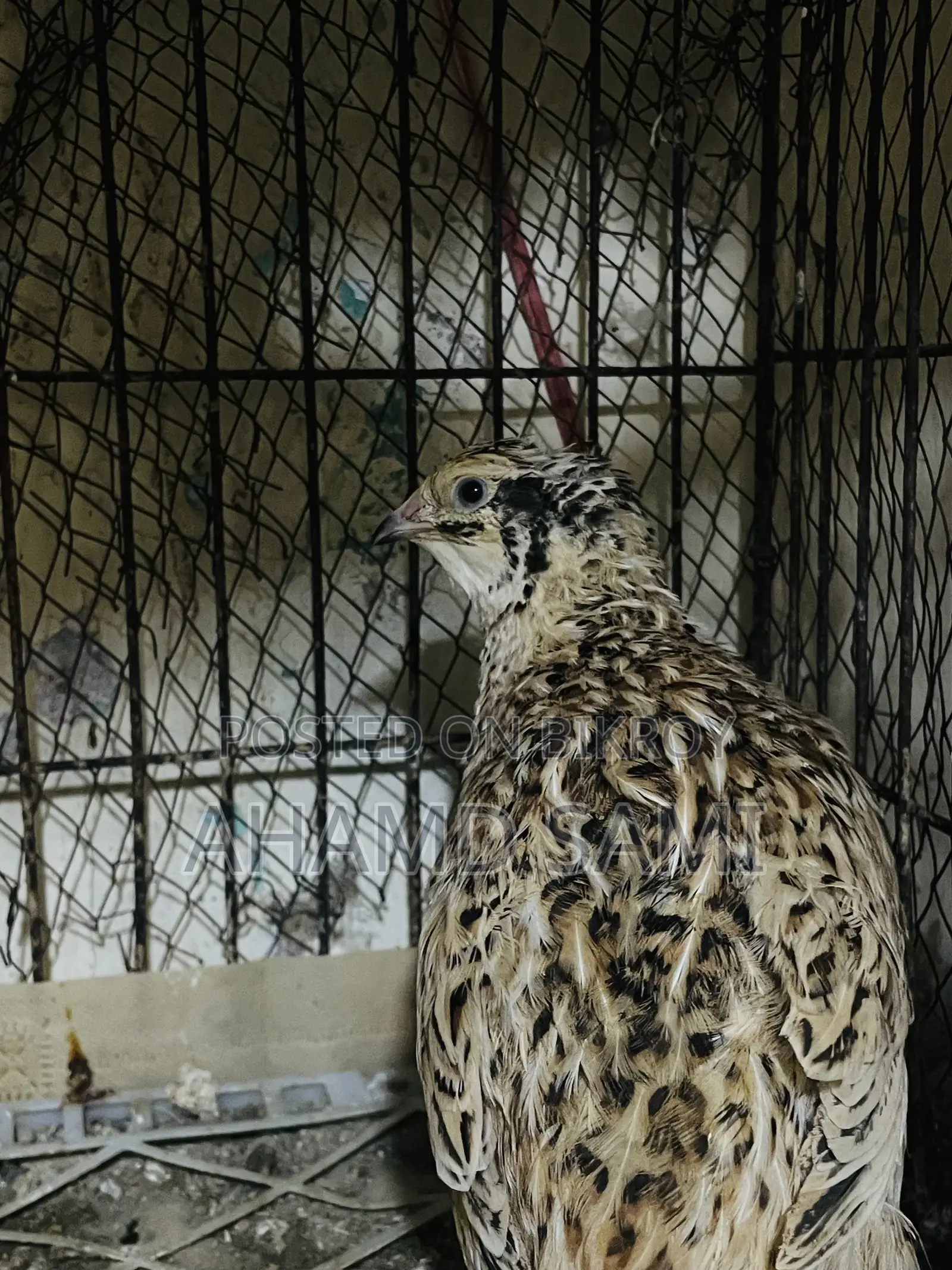 Egg-laying European Giant Quail