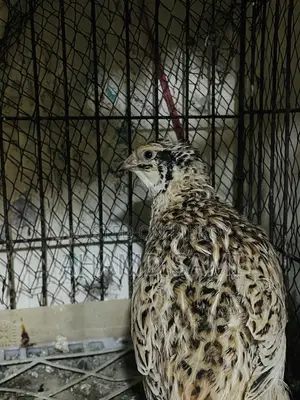 Egg-laying European Giant Quail