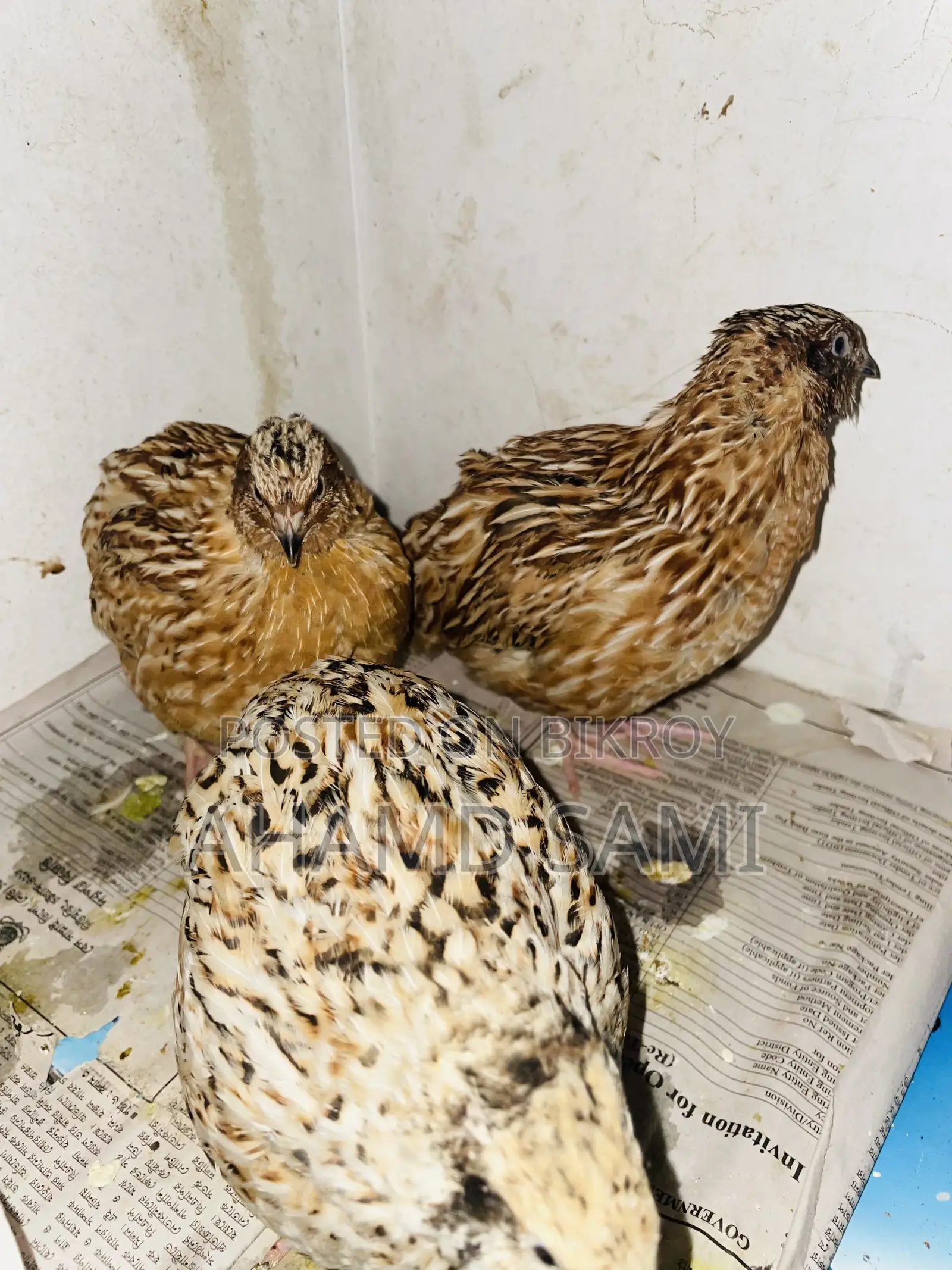 Egg-laying European Giant Quail