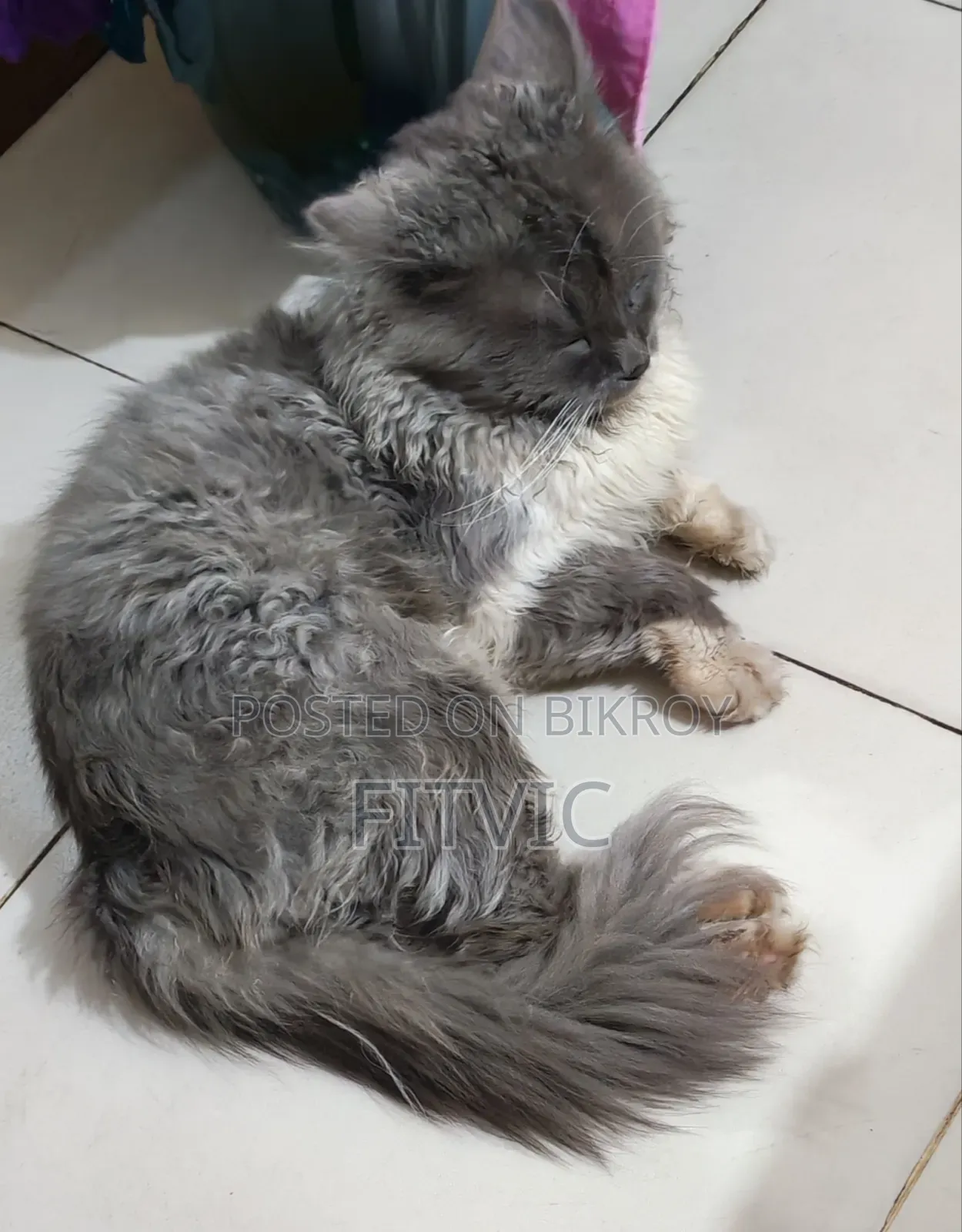 1+ Year Male Purebred Persian
