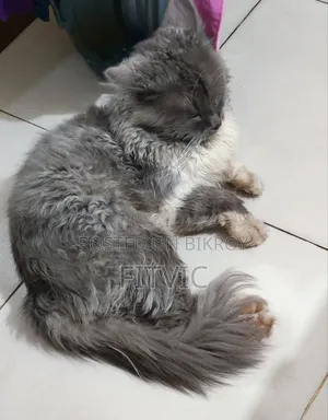 1+ Year Male Purebred Persian