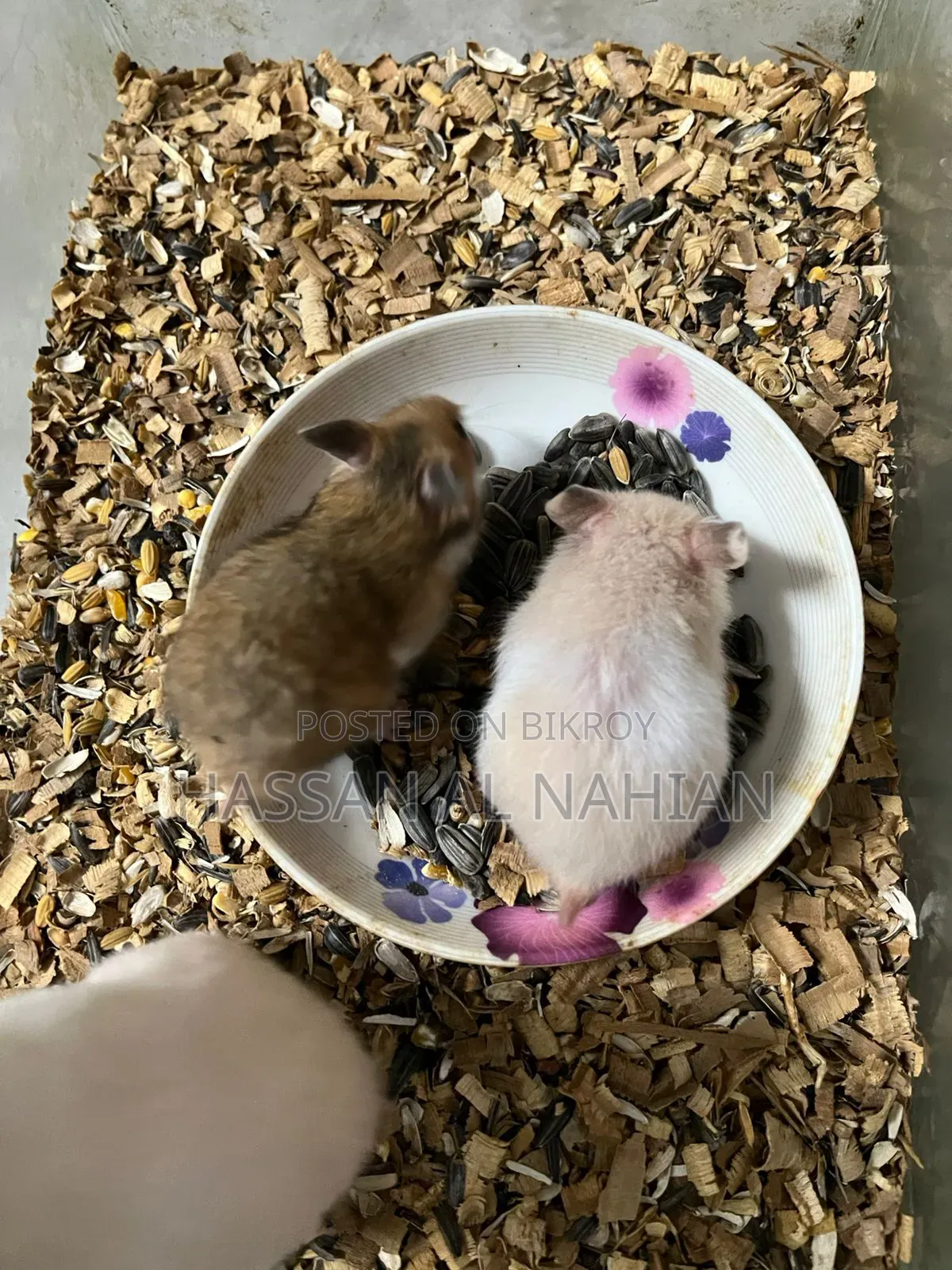 Syrian Hamster