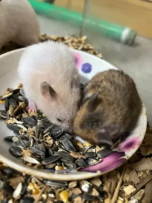 Syrian Hamster