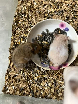 Syrian Hamster