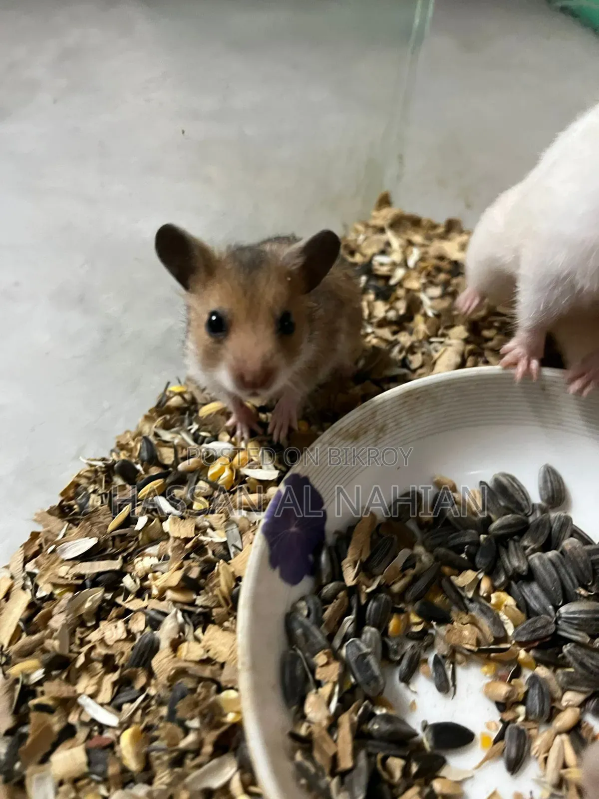 Syrian Hamster