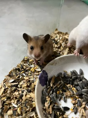 Syrian Hamster
