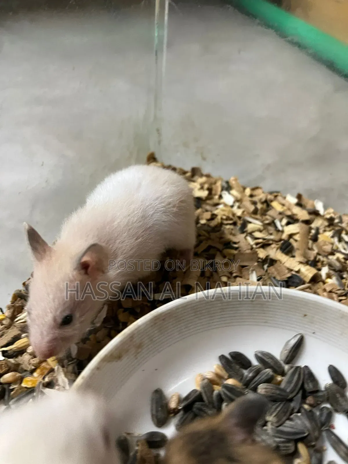 Syrian Hamster