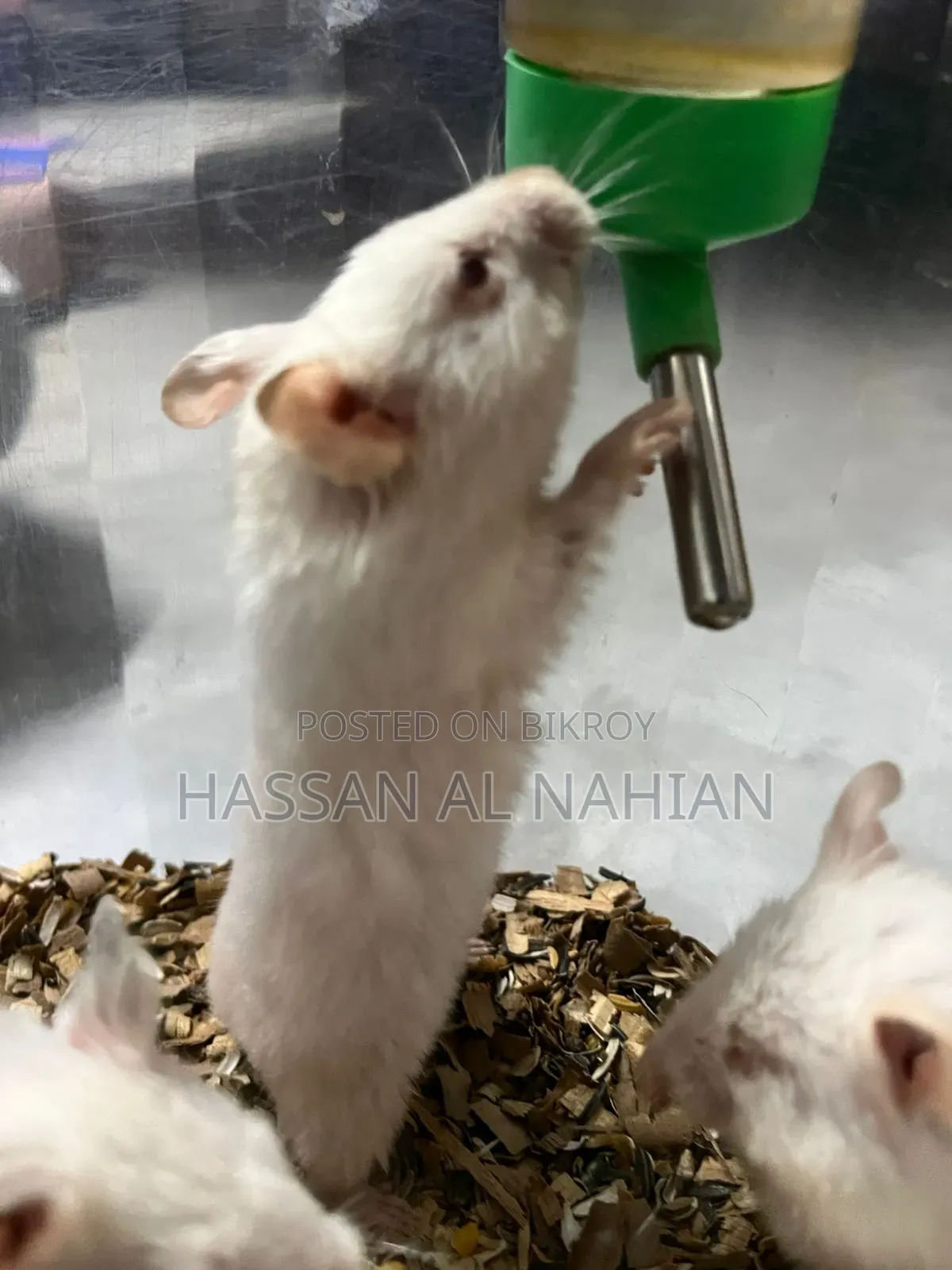 Syrian Hamster