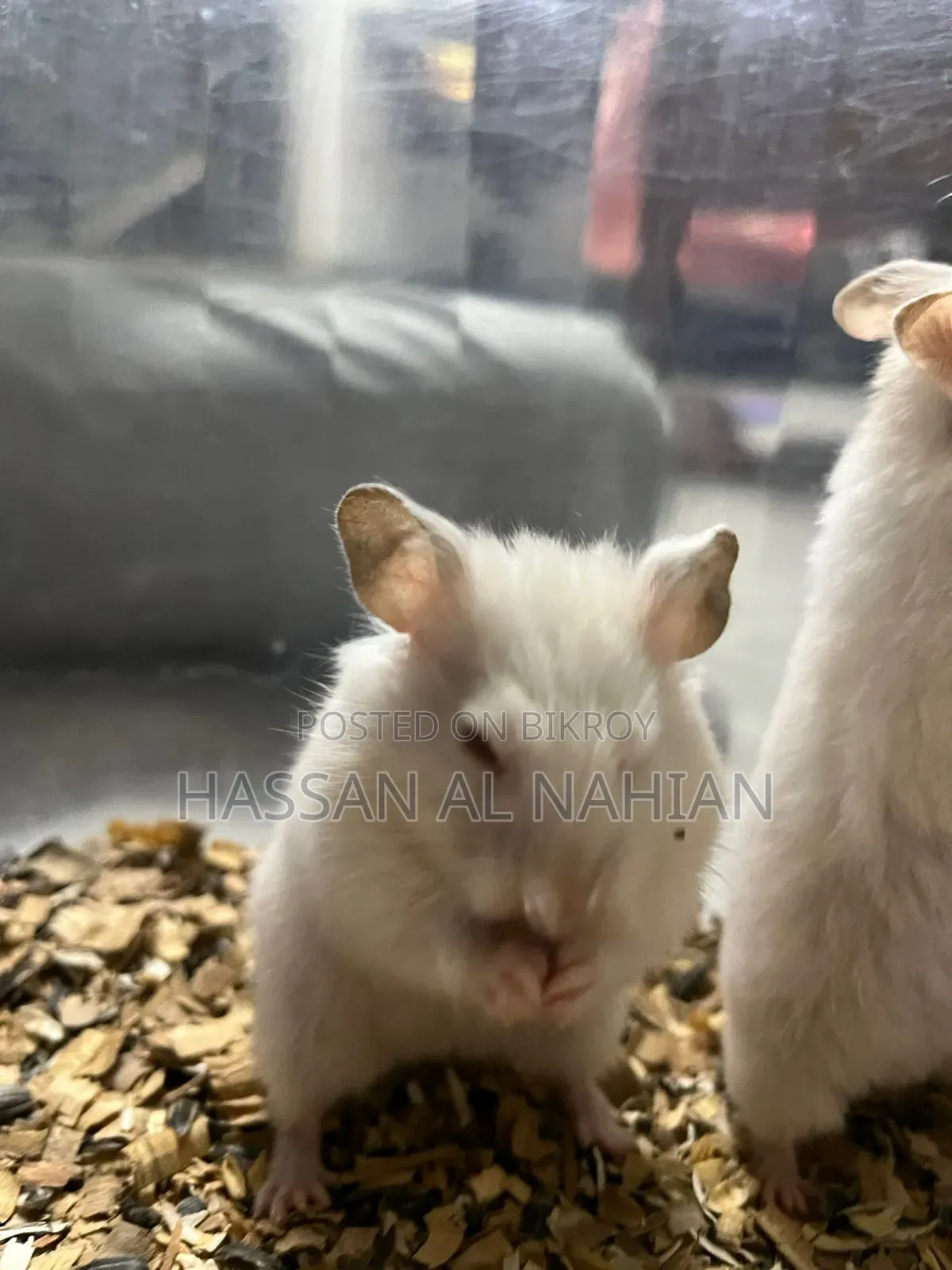Syrian Hamster