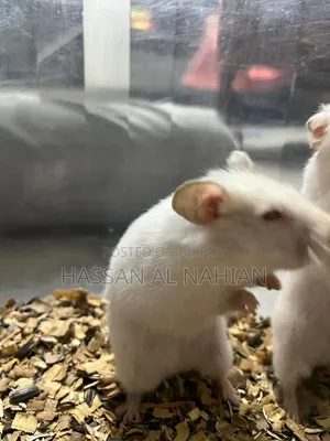Syrian Hamster