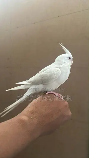 Cocatail Bird