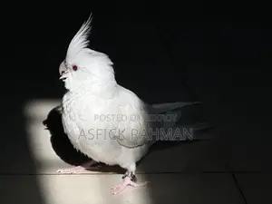 Cocatail Bird