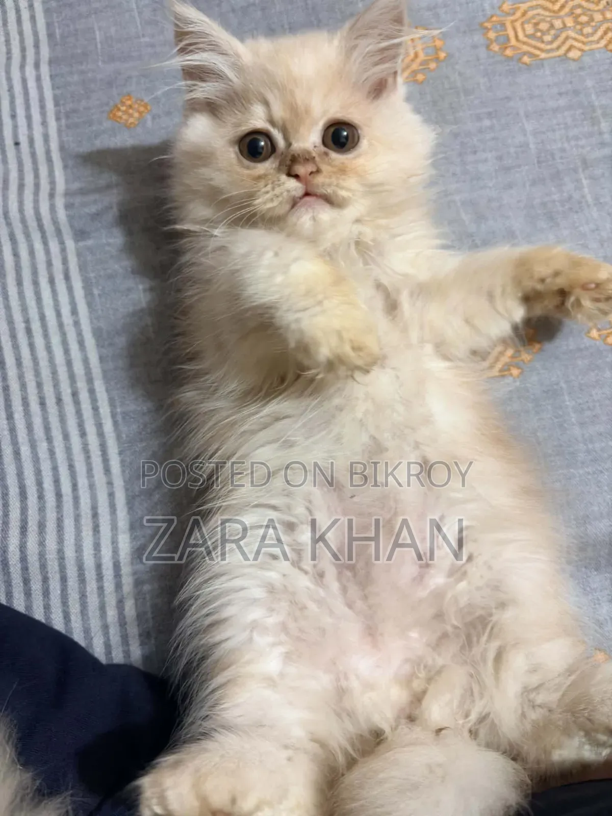 3-6 Months Male Purebred Persian