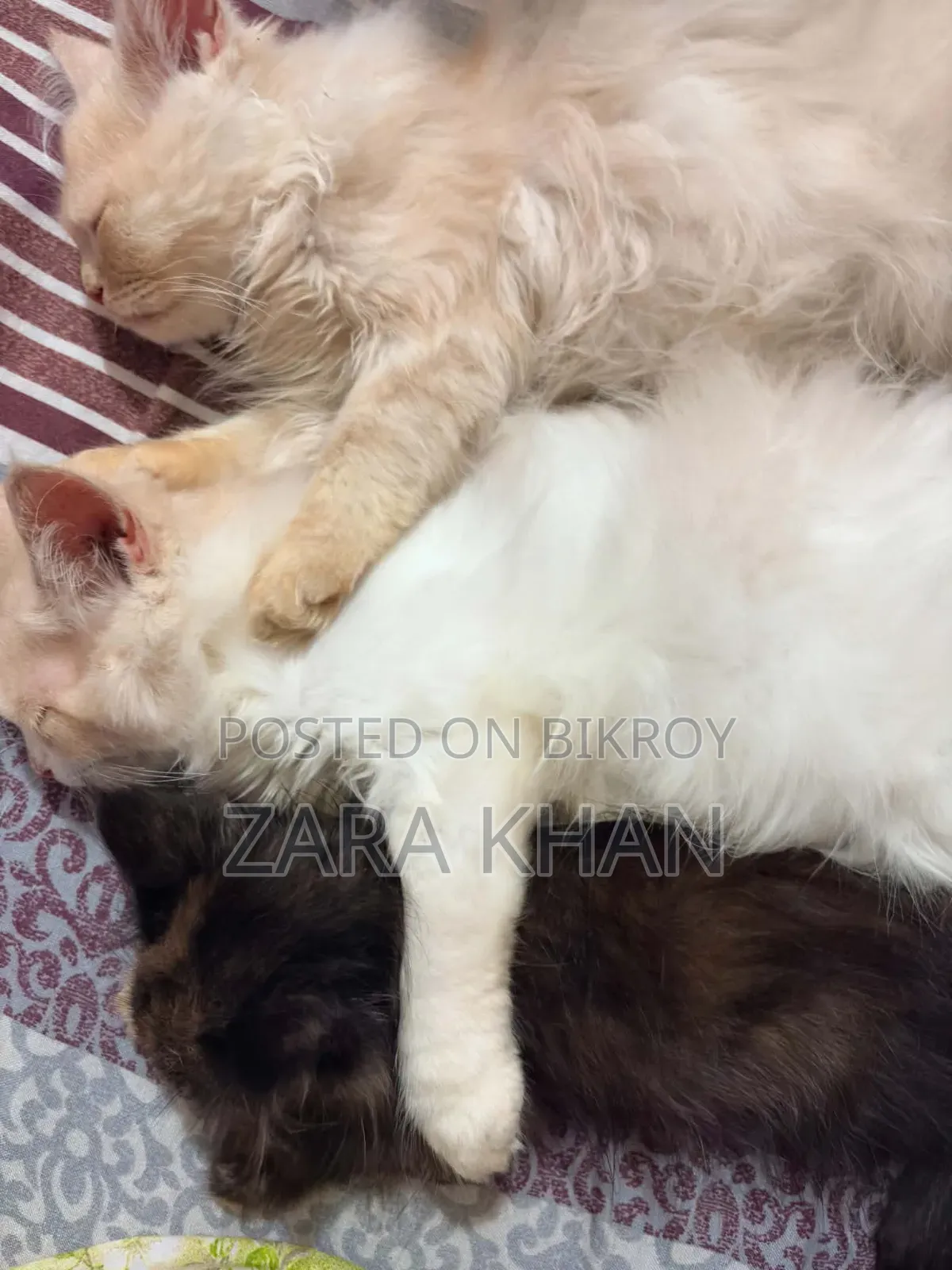 3-6 Months Male Purebred Persian