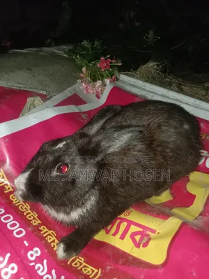 Rabbit for Sale