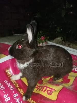 Rabbit for Sale