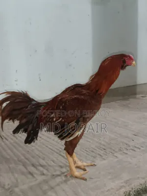 Asil Rooster and Hen