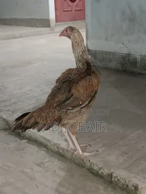 Asil Rooster and Hen
