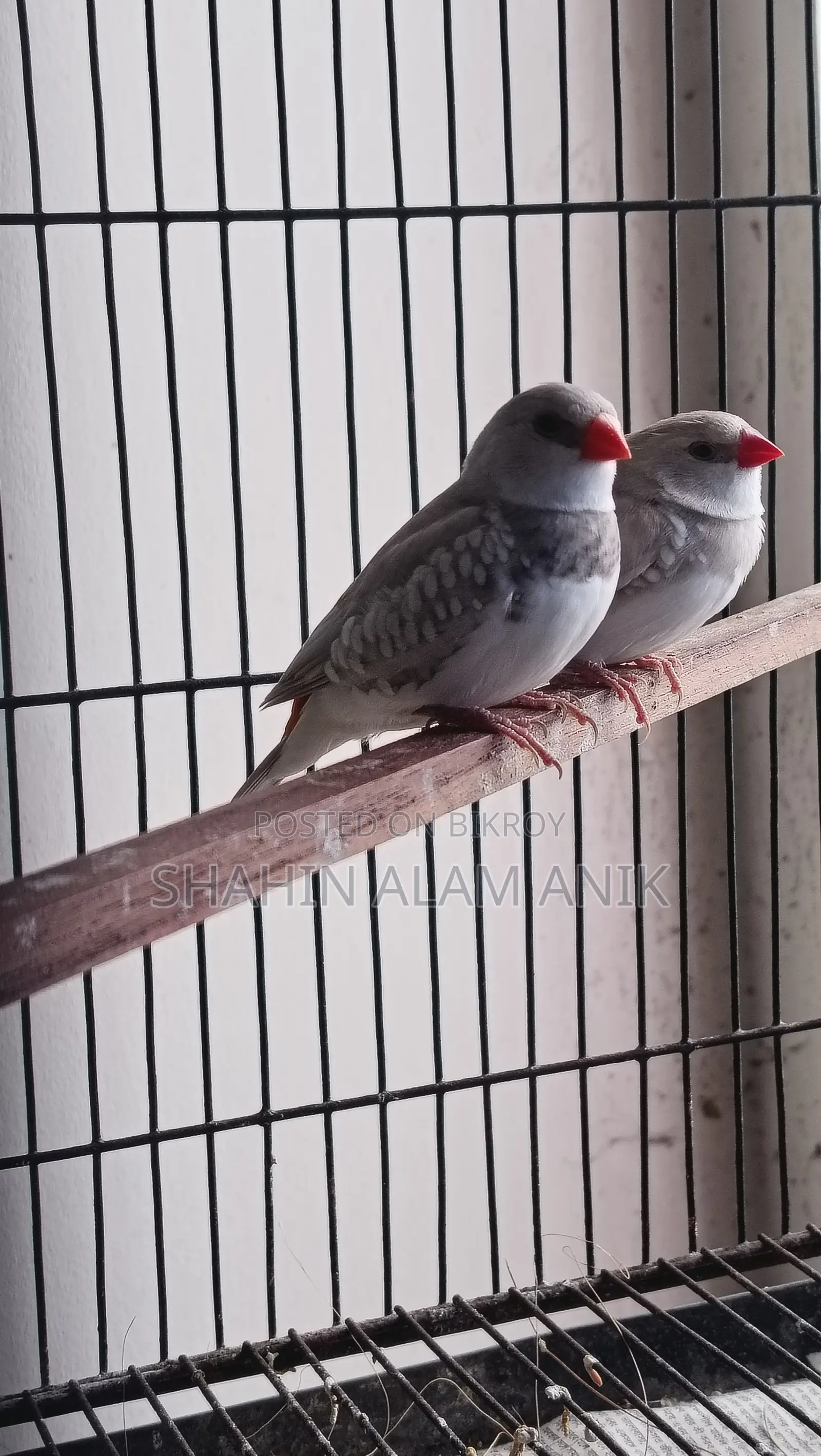 Fire Tail Finch Breeding Pair