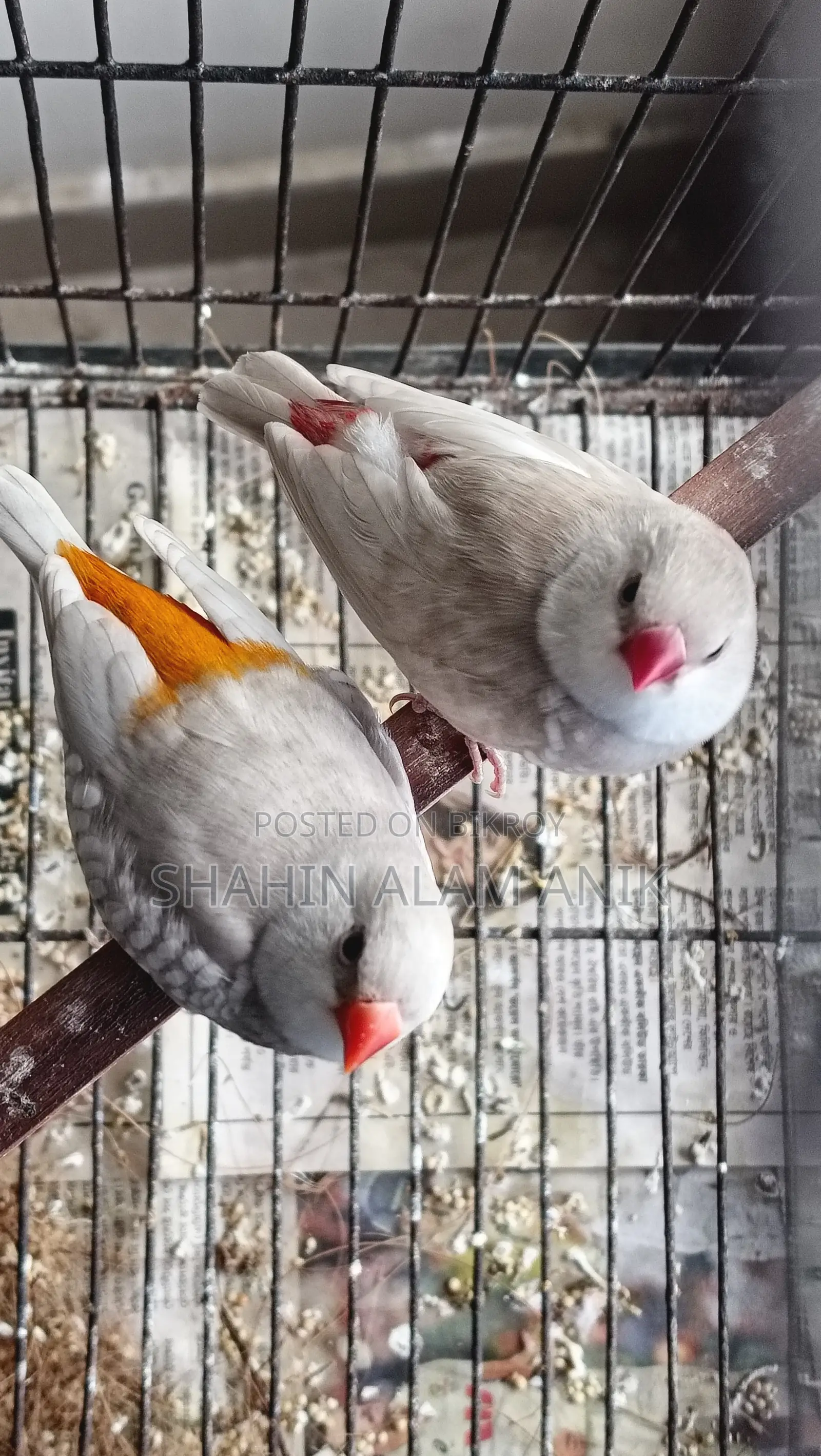 Fire Tail Finch Breeding Pair