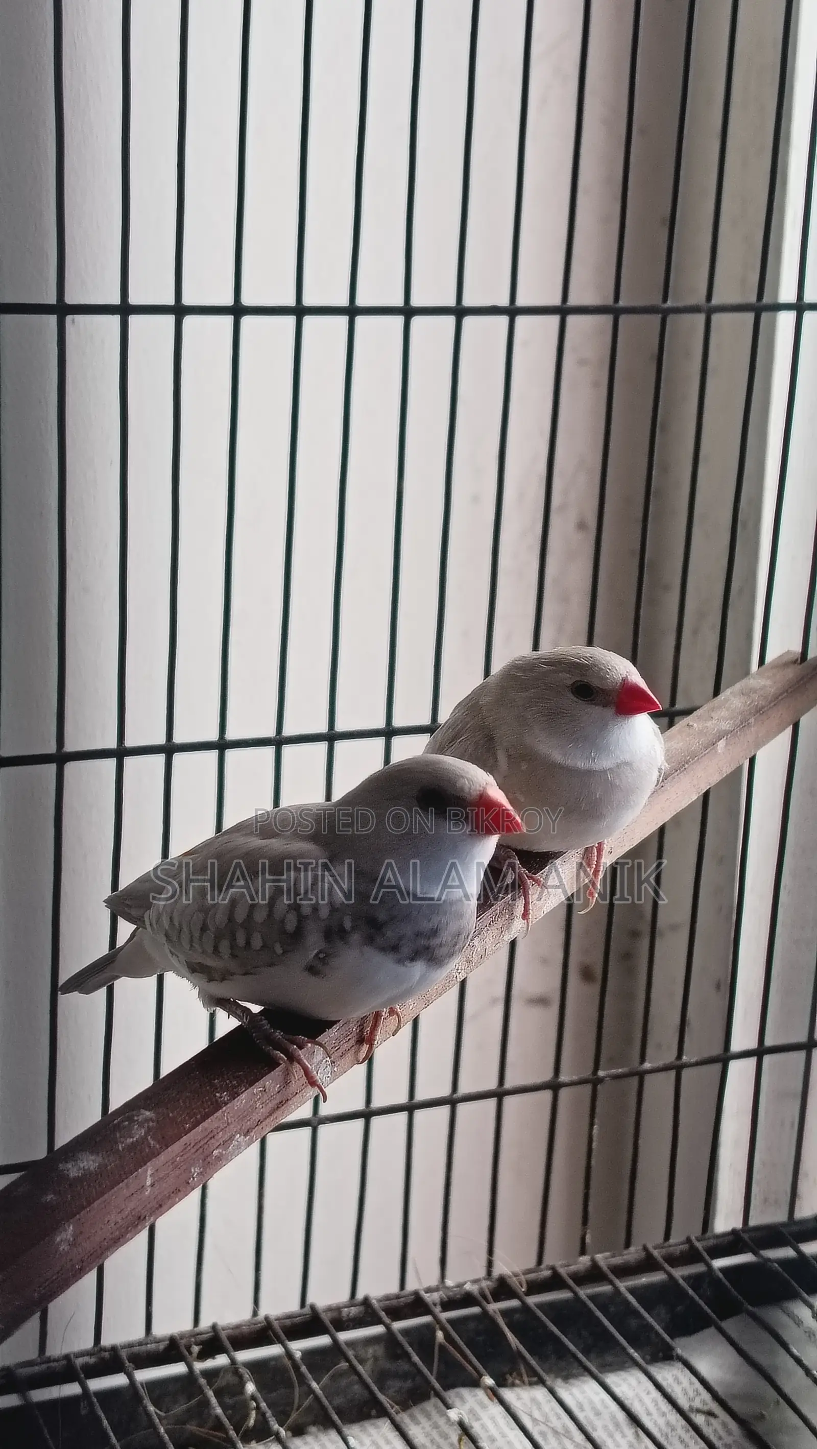 Fire Tail Finch Breeding Pair
